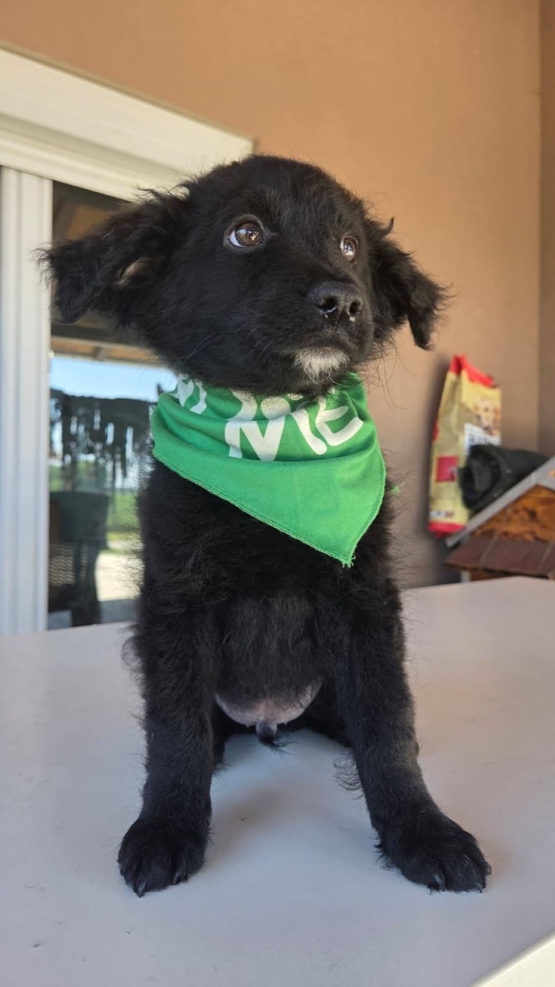 Niron – Hund, männlich, 3 Monate, Nordic Strays e.V. – zur Adoption