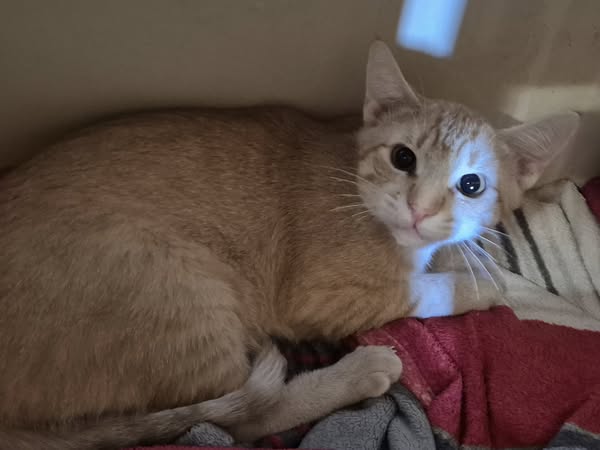 Alastor – EKH, männlich, 50823 Köln – zur Adoption
