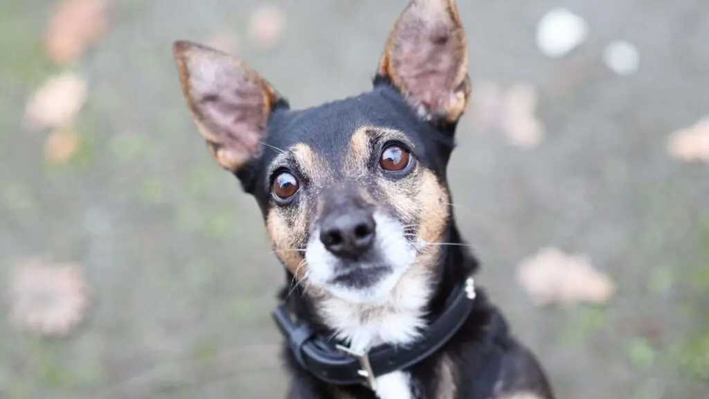 Maurice – Dackel-Terrier-Mix, männlich, 8 Jahre, 13057 Berlin – zur Adoption