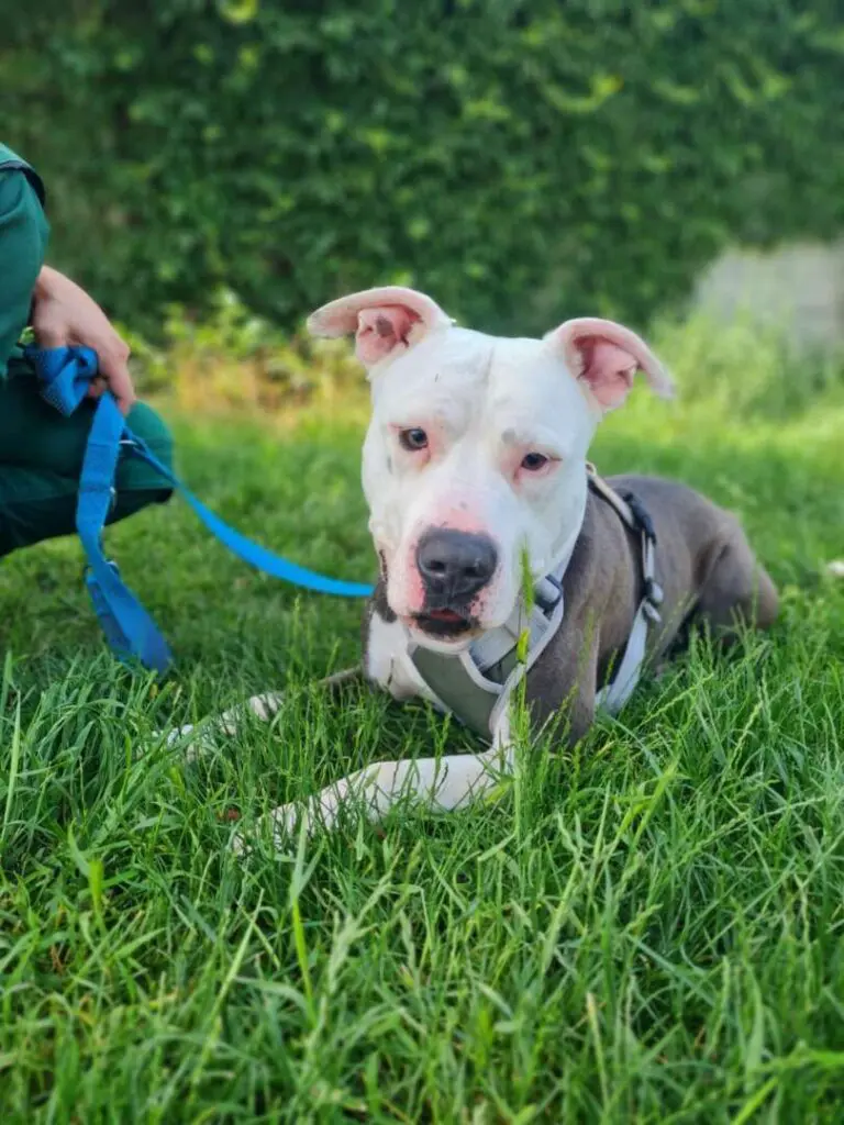 Milko – Staffordshire-Mix, männlich, 1 Jahr, 5 Monate, 13057 Berlin – zur Adoption