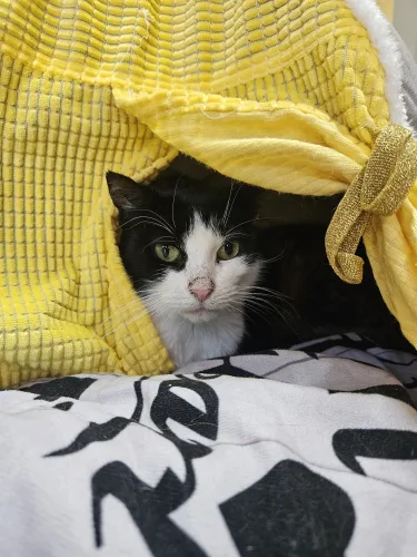 Kiki