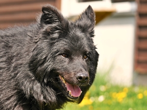 Balu