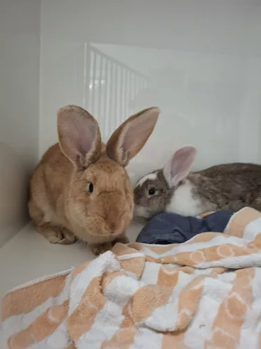 Hanni & Nanni – Riesenkaninchen-Mix, weiblich, 1 Jahr, 26389 Wilhelmshaven – zur Adoption