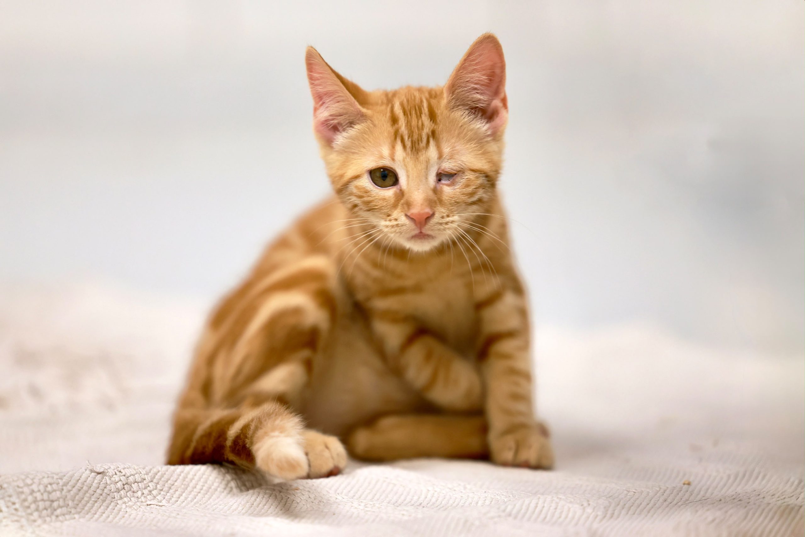 Ulita – EKH, weiblich, 97816 Lohr – zur Adoption