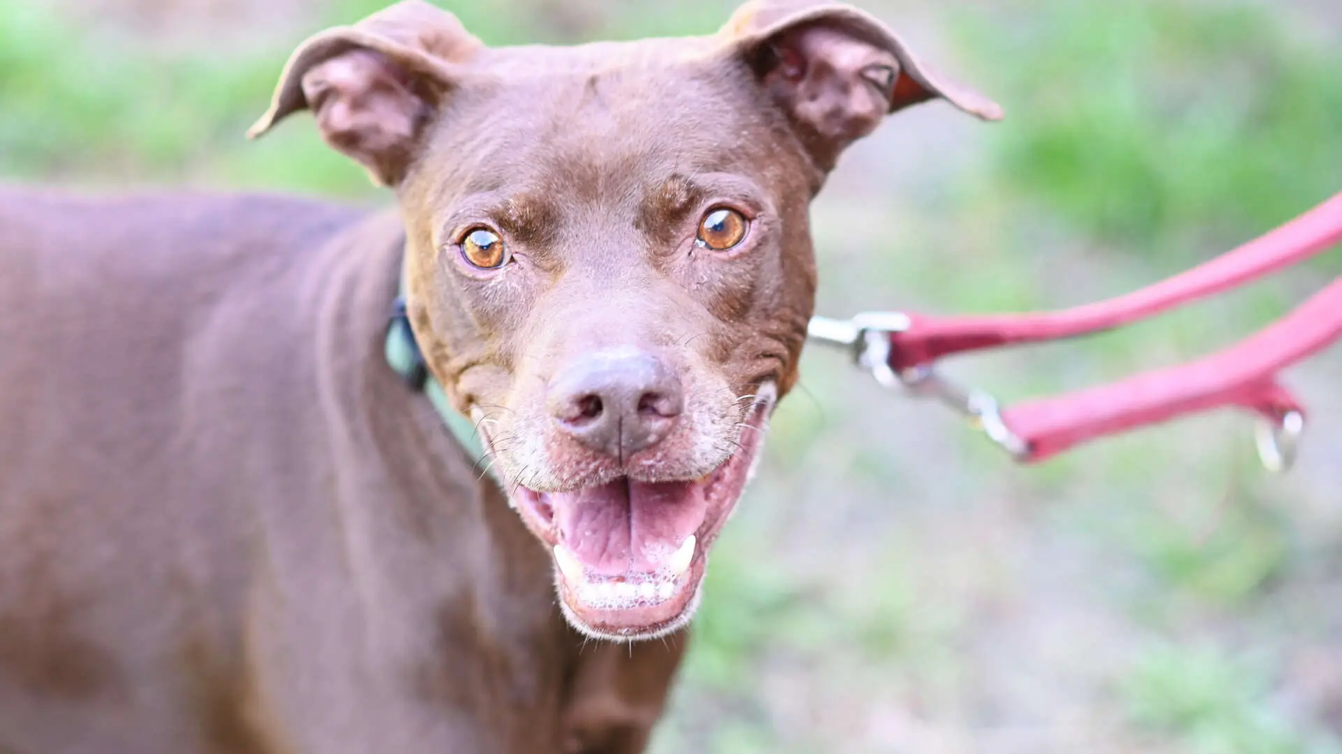 Bowie – Labrador-Mix, männlich, 4 Jahre, 13057 Berlin – zur Adoption