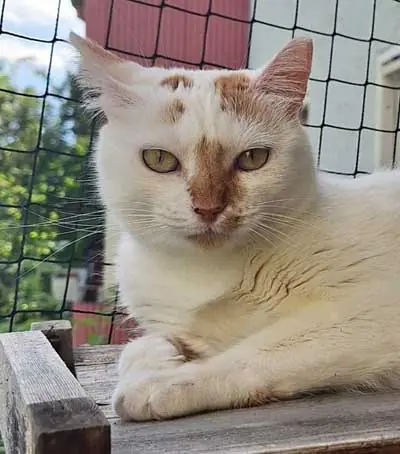 Katze Auf Drucker – Katze, männlich, 82031 Grünwald – zur Adoption