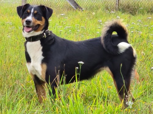 Bella – Appenzeller Sennenhund, weiblich, 8 Jahre, 32758 Detmold – zur Adoption