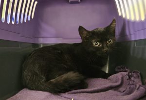 Nyx