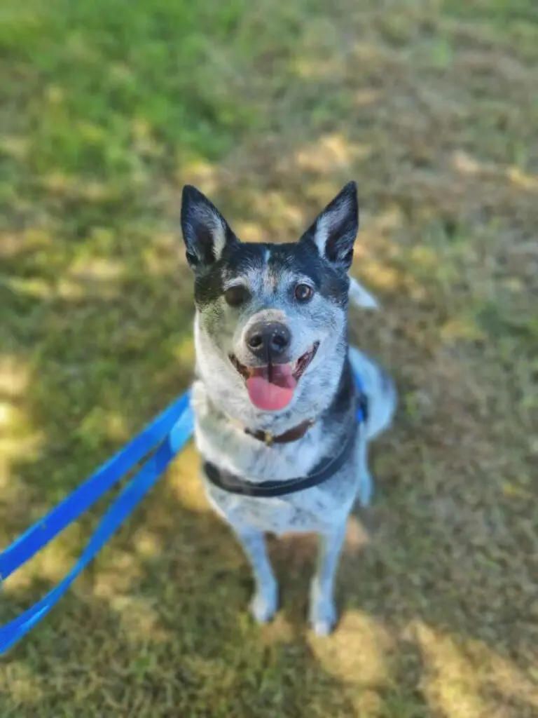 Bali – Taiwanhund-Mix, männlich, 9 Jahre, 2 Monate, 13057 Berlin – zur Adoption