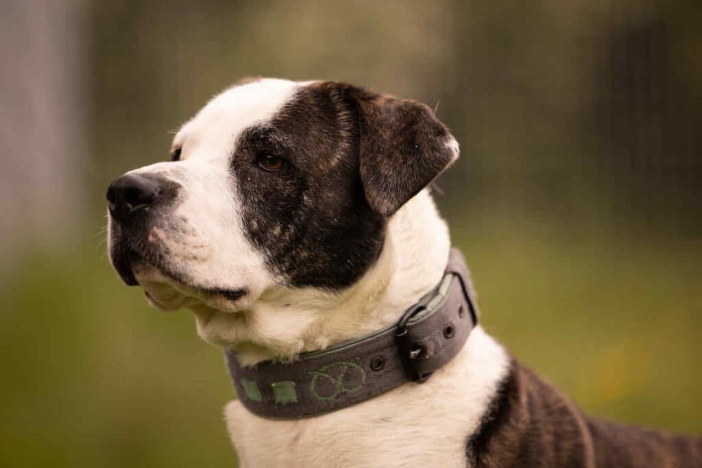 Nala