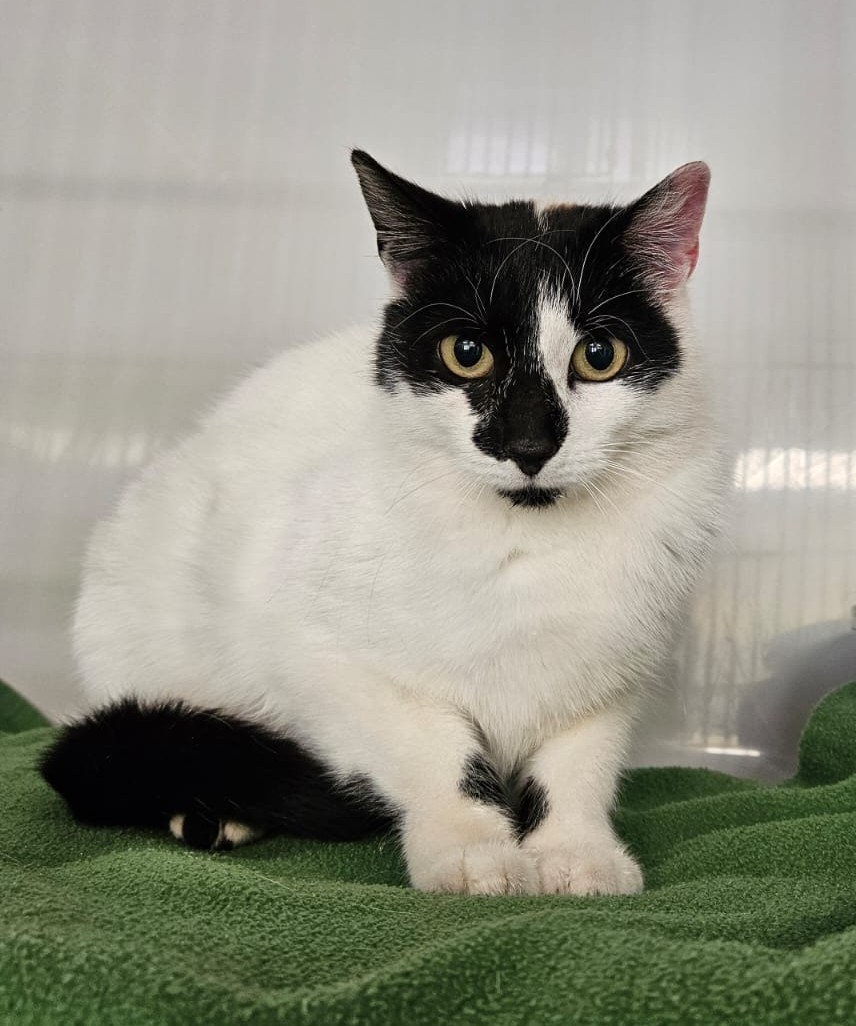 Mila – EKH, weiblich, 4 Monate, 97816 Lohr – zur Adoption