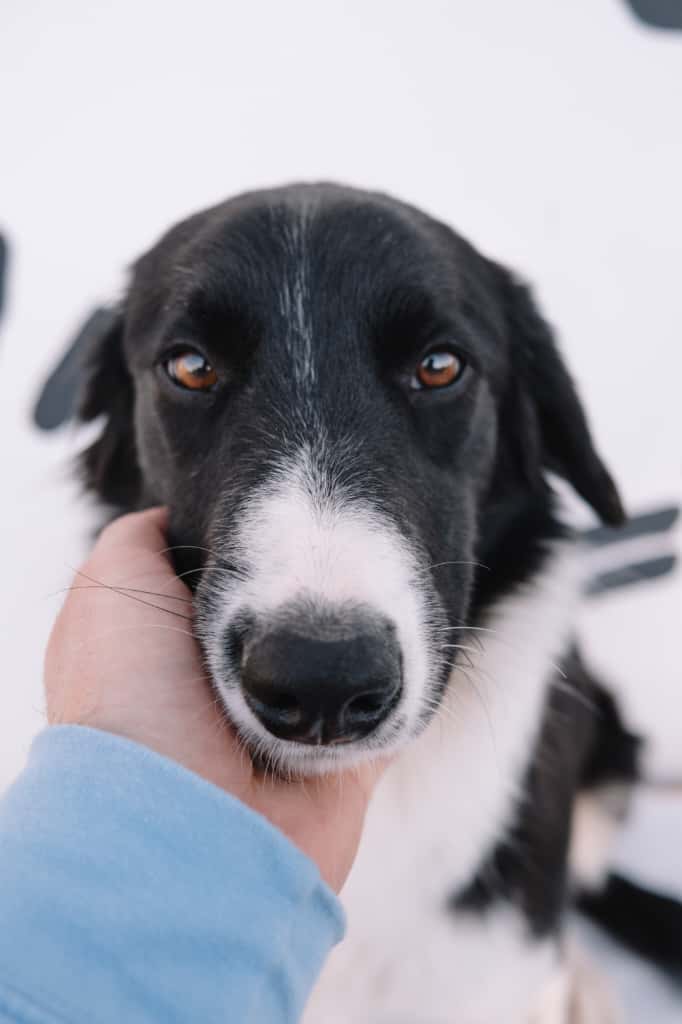 Nora – Hund, männlich, Nordic Strays e.V. – zur Adoption