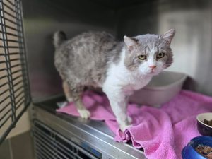 Grey – Europäisch Kurzhaar, männlich, 97525 Schwebheim – zur Adoption