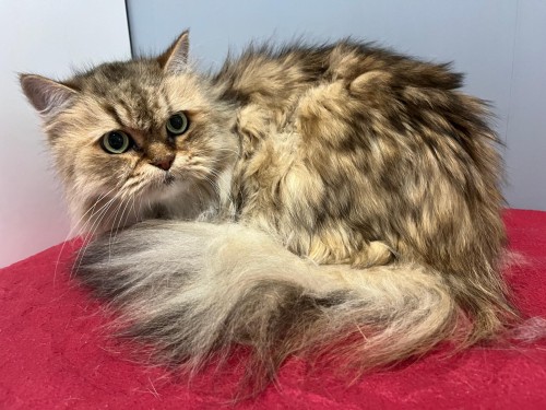 Minka – Katze, männlich, 9 Jahre, 32758 Detmold – zur Adoption