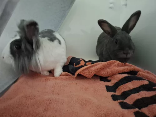 Honey & Angel – Löwenköpfchen-Mix, männlich, 4 Jahre, 26389 Wilhelmshaven – zur Adoption