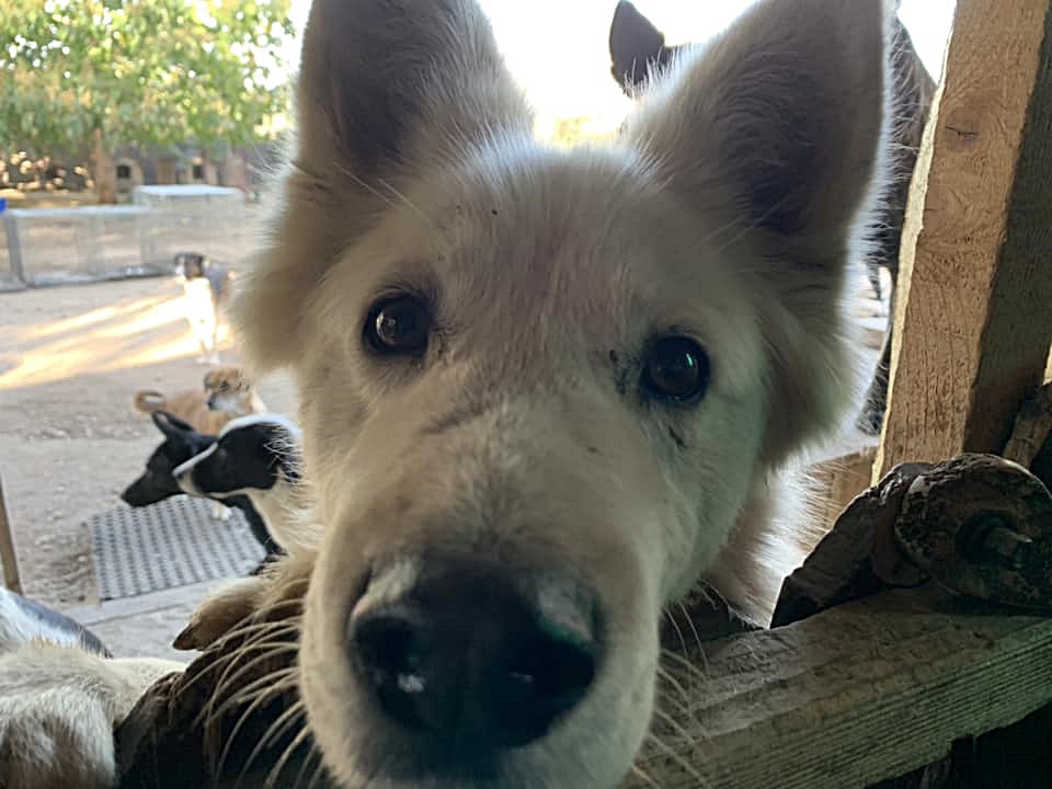 Luca