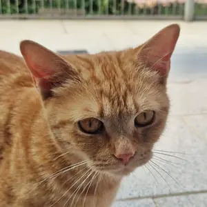 Amy – EKH, weiblich, 2 Jahre, 90537 Feucht – zur Adoption