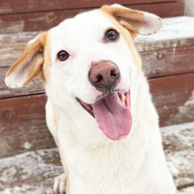 Nanuk – Terrier-Mix, männlich, 2 Jahre, 8 Monate, 13057 Berlin – zur Adoption