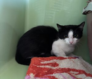 Yara – Europäisch Kurzhaar, weiblich, 97525 Schwebheim – zur Adoption