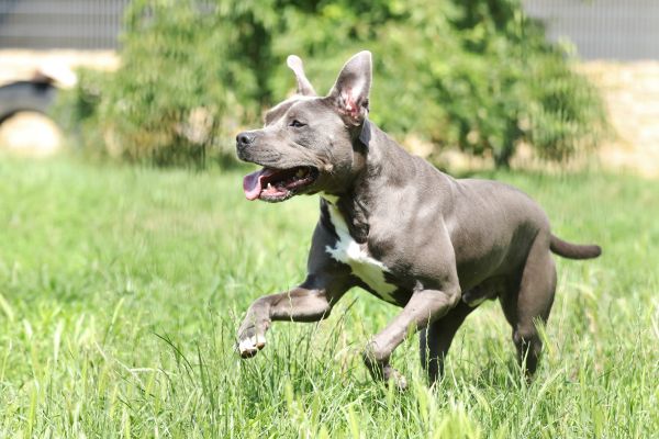 Ares