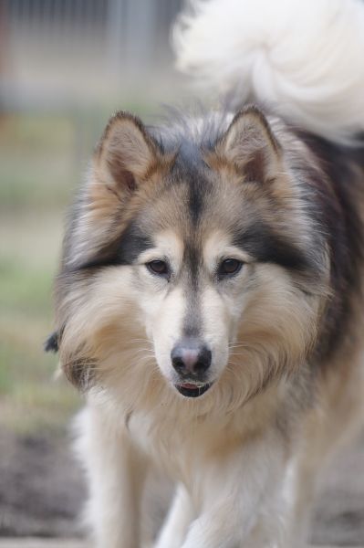 Timba – Husky-Mix, männlich, 4 Jahre, 11 Monate, 13057 Berlin – zur Adoption
