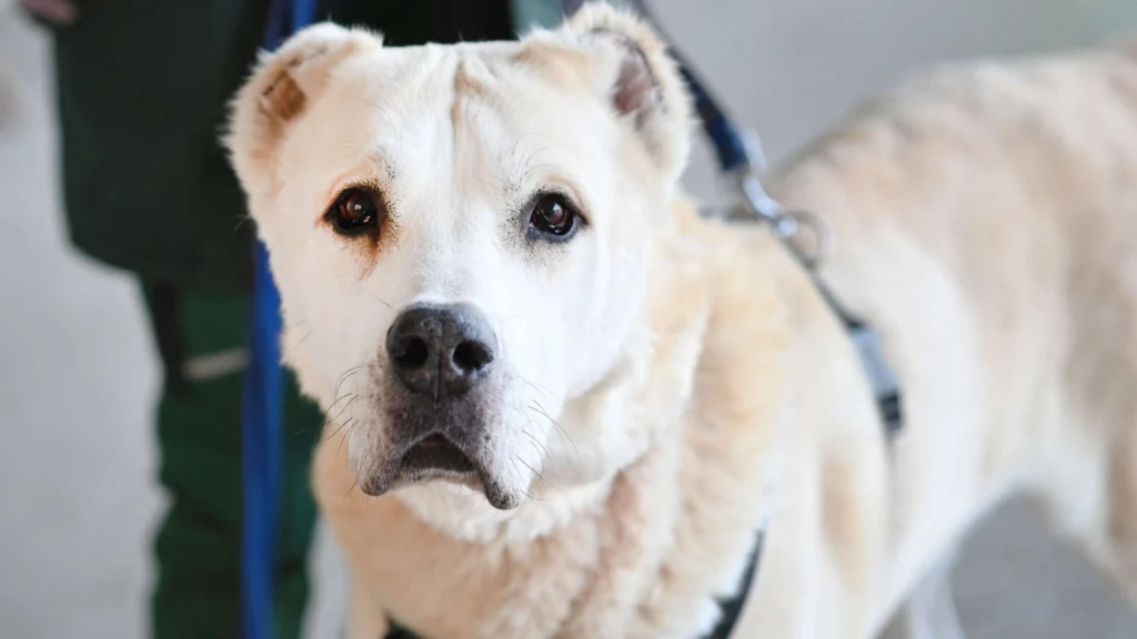 Baschka – Alabai-Mix, männlich, 4 Jahre, 8 Monate, 13057 Berlin – zur Adoption