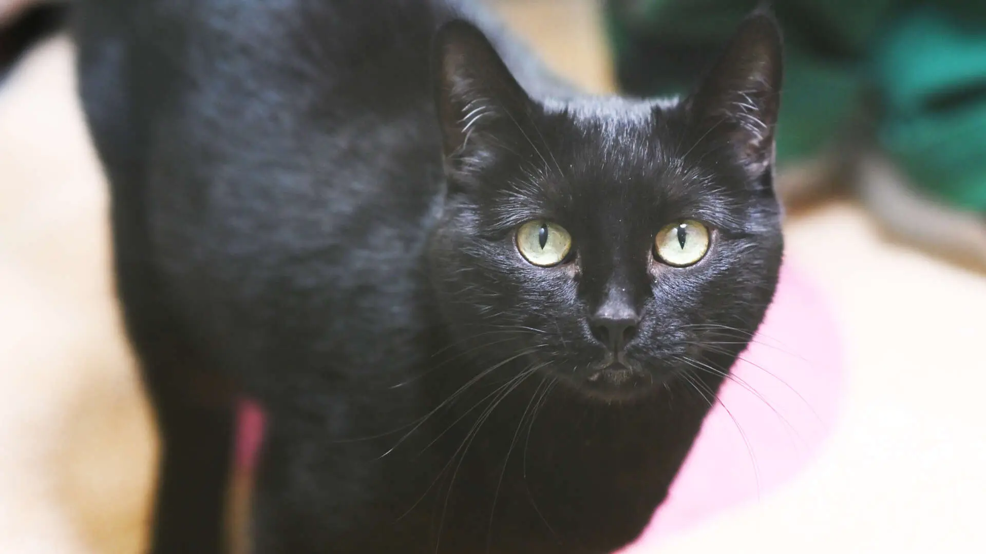 Misu – EKH, weiblich, 69 Monate, 13057 Berlin – zur Adoption