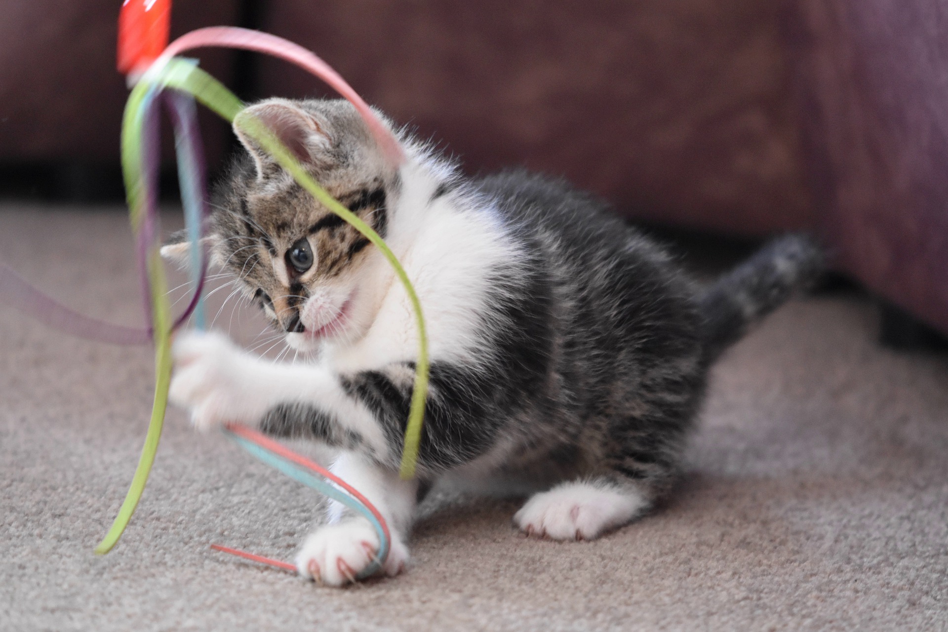 Katzenkinder