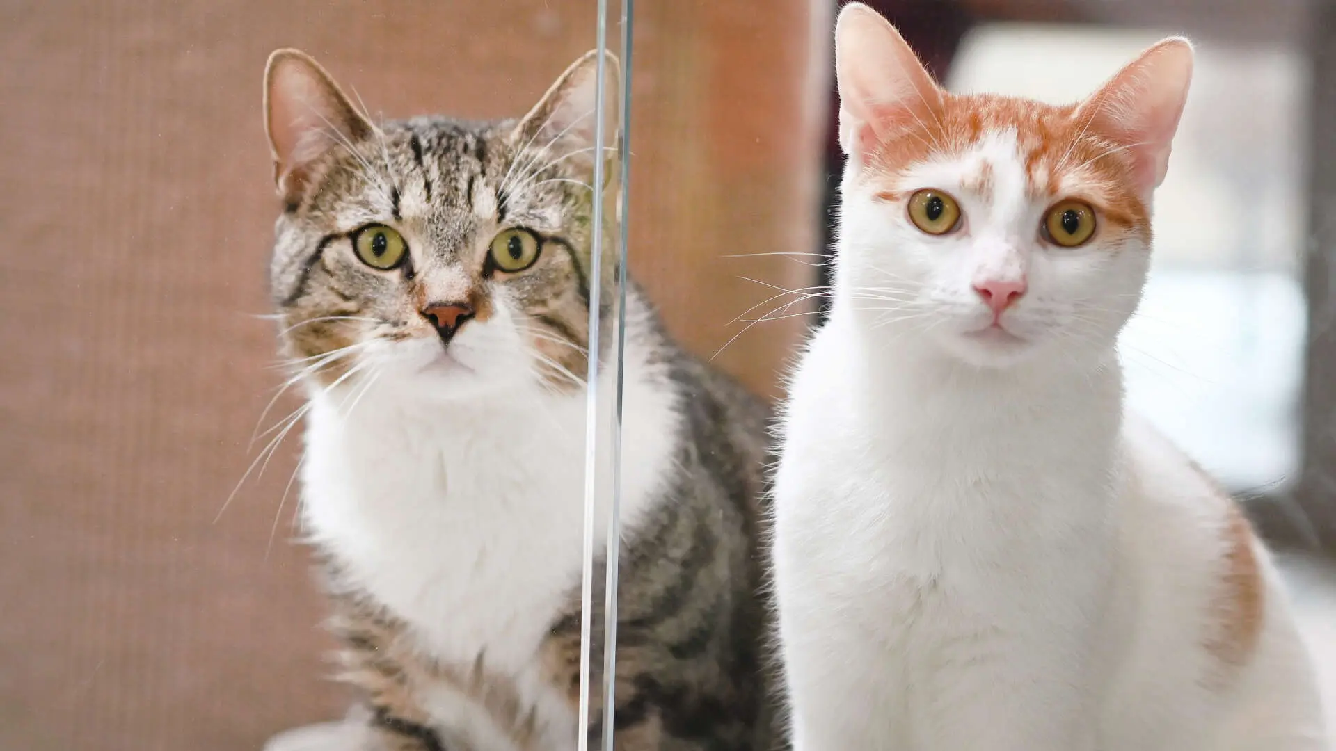 Zephir & Poldy