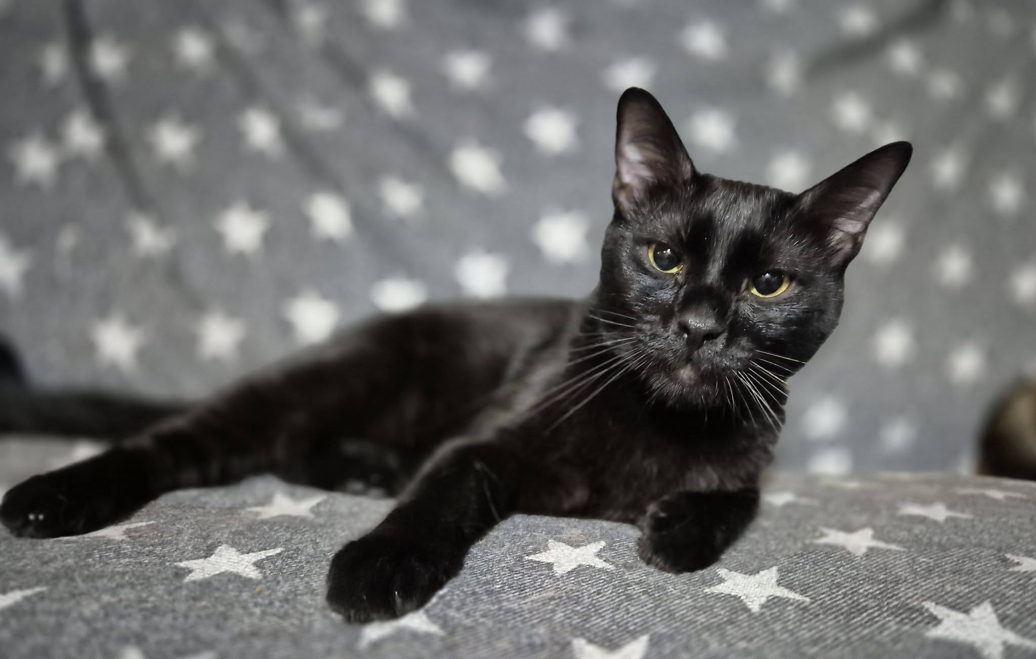 Merlin – EKH, männlich, 50823 Köln – zur Adoption