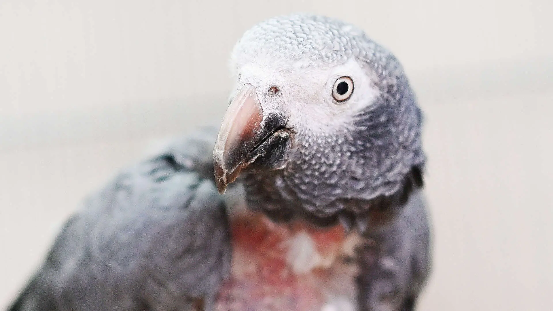 Peppi