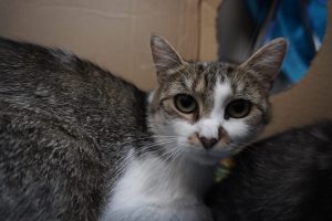 Mika