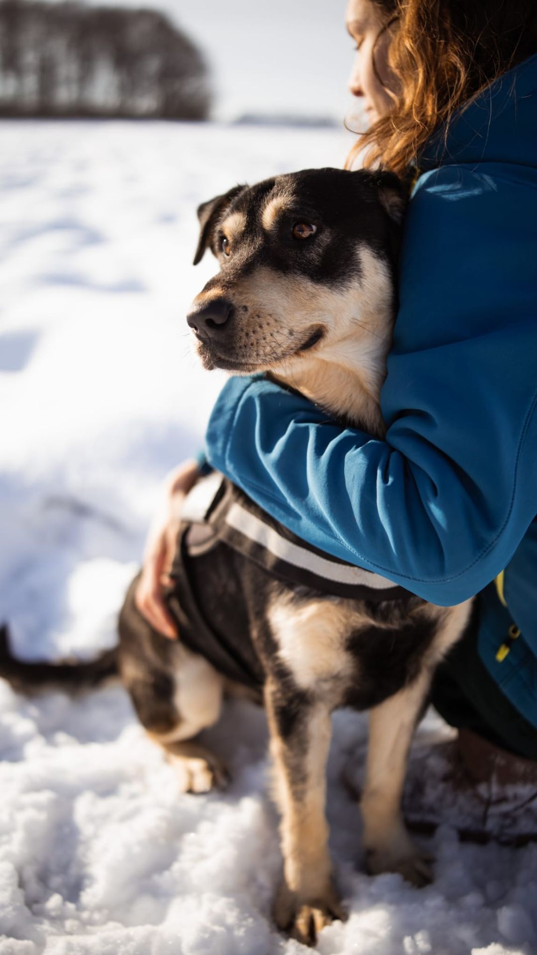 Dustin – Hund, männlich, 1 Jahr, 6 Monate, Nordic Strays e.V. – zur Adoption