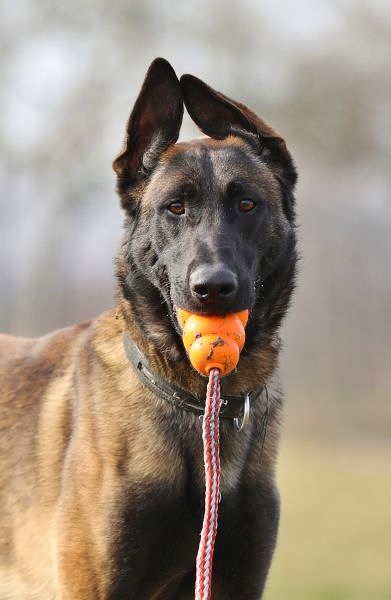 Anton – Malinois, männlich, 6 Jahre, 7 Monate, 13057 Berlin – zur Adoption