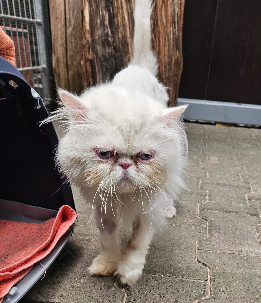 Snowball