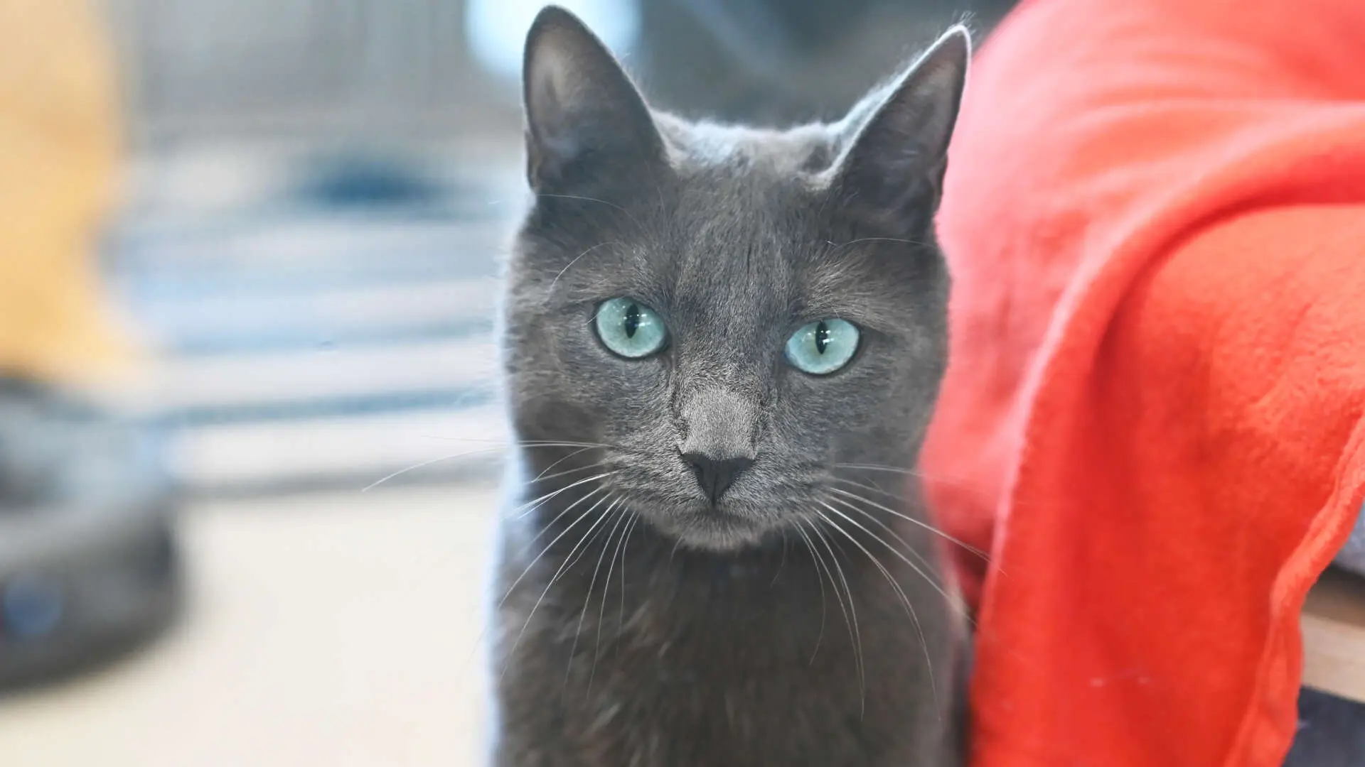 Sherlock – Russisch Blau, männlich, 12 Monate, 13057 Berlin – zur Adoption