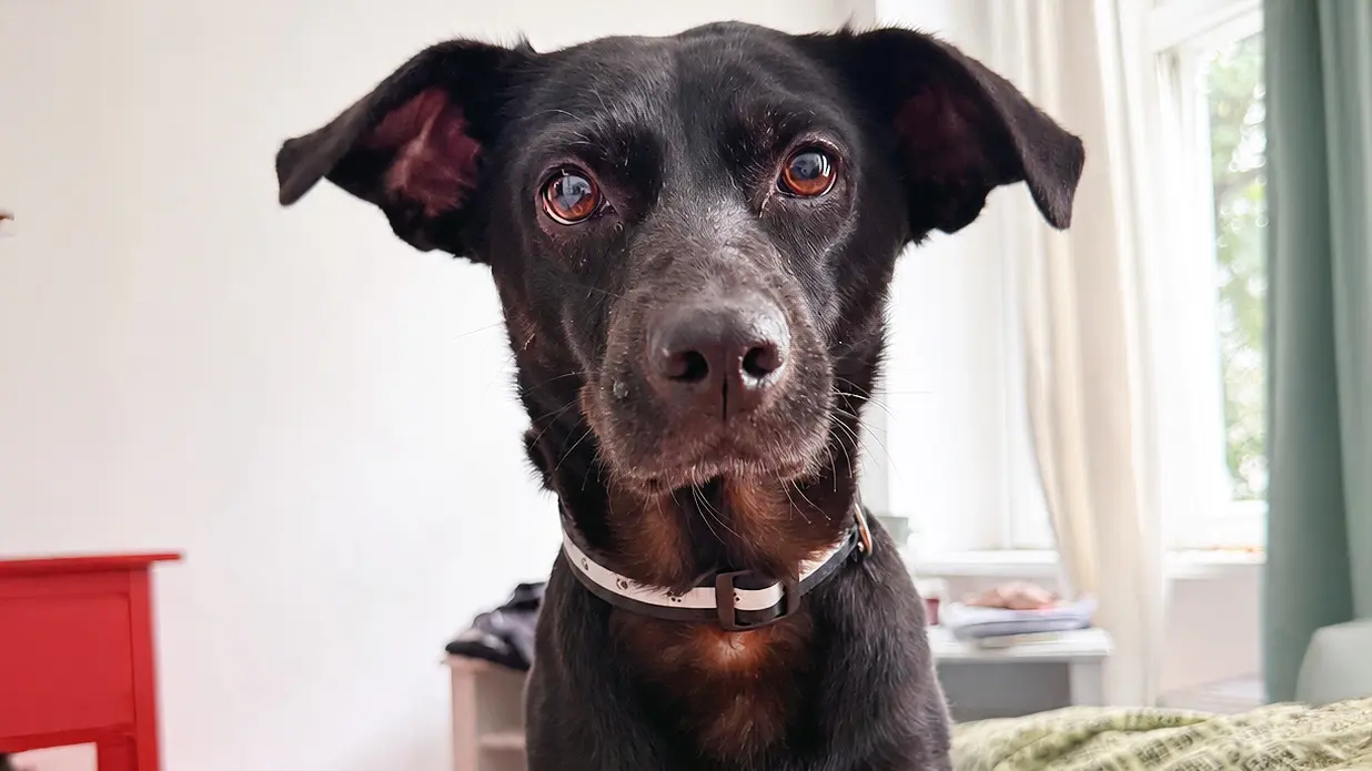 Ronja – Pinscher-Mix, weiblich, 95 Monate, 13057 Berlin – zur Adoption