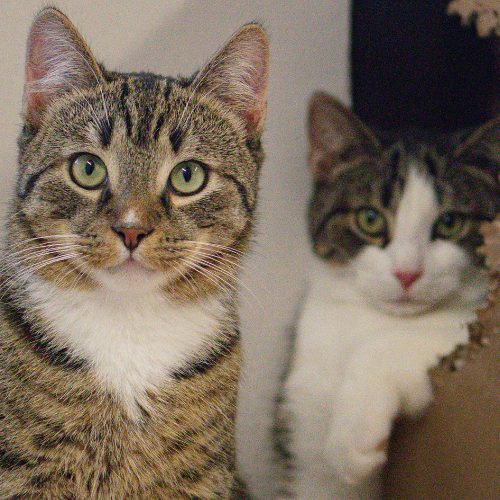 Koda und Freunde