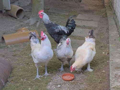 Vier Hähne – Italiener und Brahma, männlich, 6 Monate, 32758 Detmold – zur Adoption