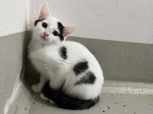 Catarina – Katze, männlich, 32758 Detmold – zur Adoption