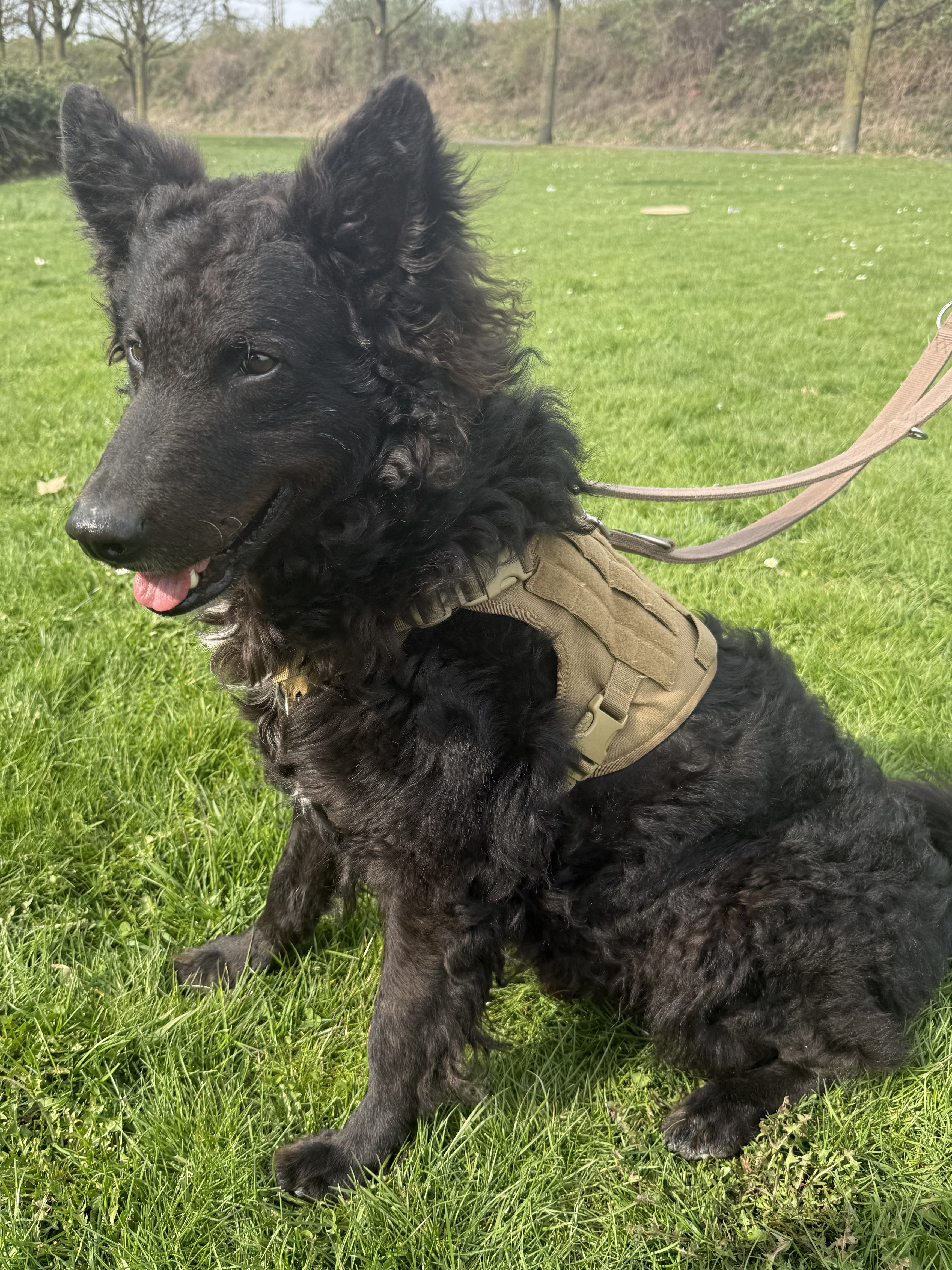 Benni – Colli-SH-Mischling, männlich, 1 Jahr, 8 Monate, 50969 Köln-Zollstock – zur Adoption