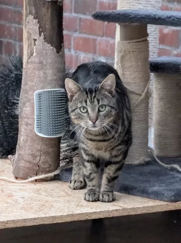 Rambo
