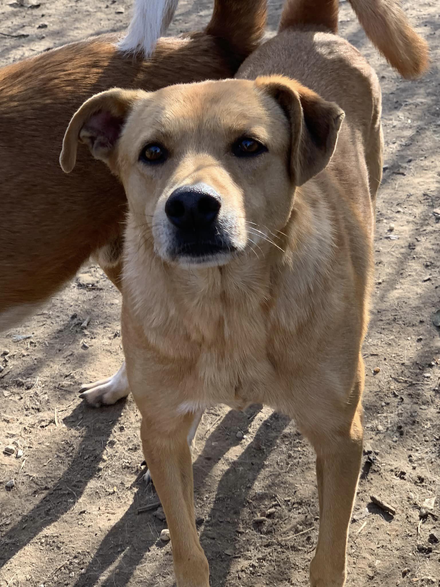 Mylo – Hund, männlich, 50823 Köln – zur Adoption