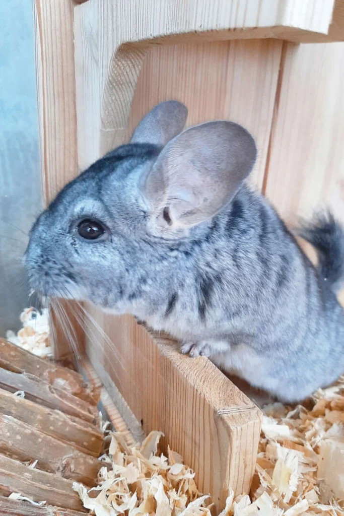 Poseidon – Chinchilla, männlich, 13057 Berlin – zur Adoption