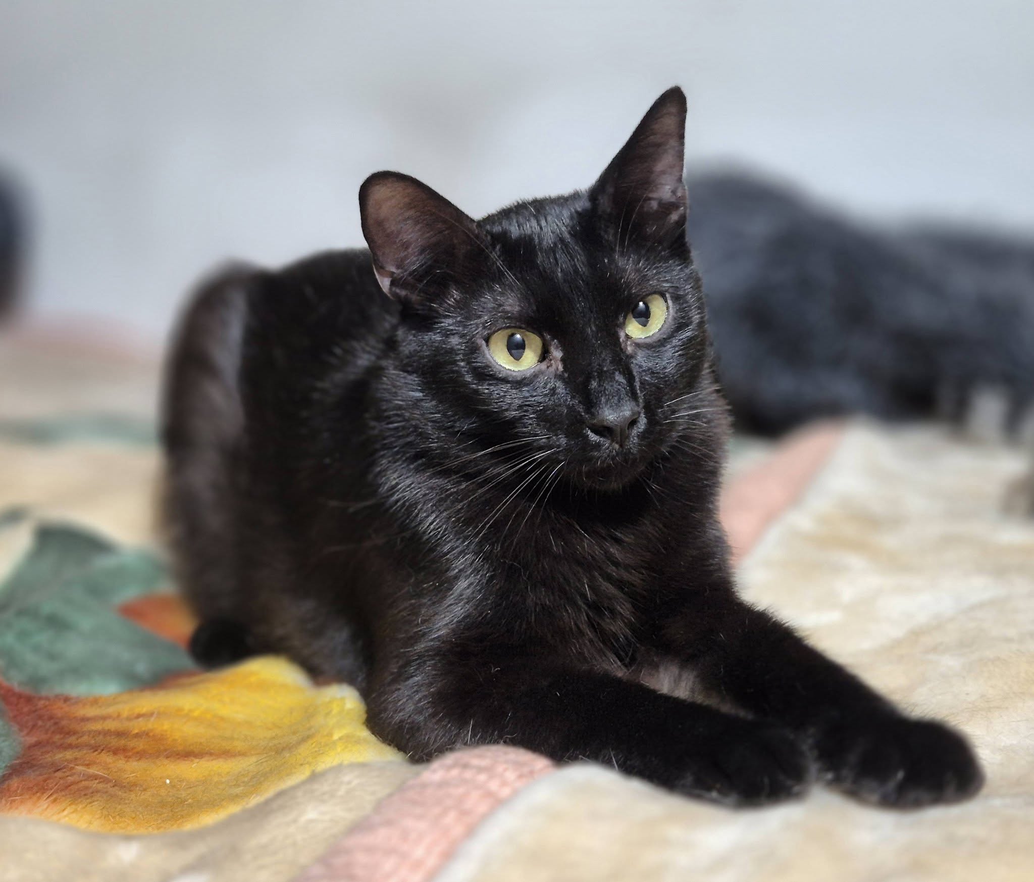 Kater222833 - Patenlos – EKH, männlich, 50823 Köln – zur Adoption