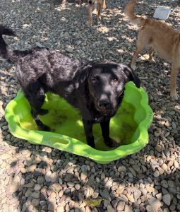 Remi – Hund, weiblich, Nordic Strays e.V. – zur Adoption