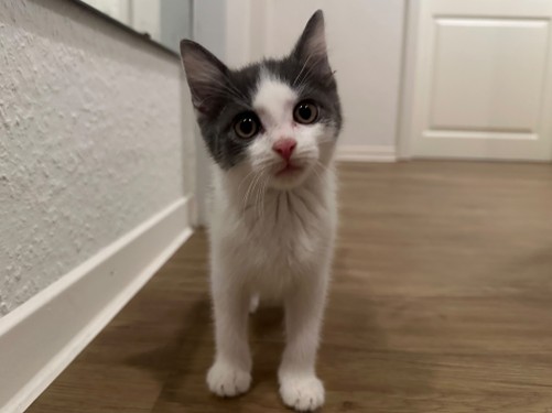 Carsten – Katze, männlich, 32758 Detmold – zur Adoption