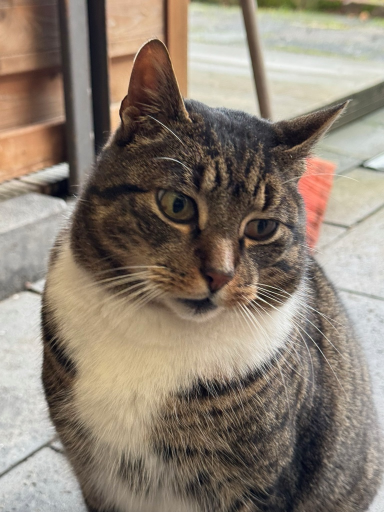 Tiger (externe Vermittlungshilfe) – EKH, männlich, 50969 Köln-Zollstock – zur Adoption