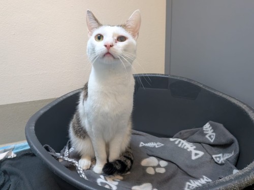 Amigo – Katze, männlich, 32758 Detmold – zur Adoption