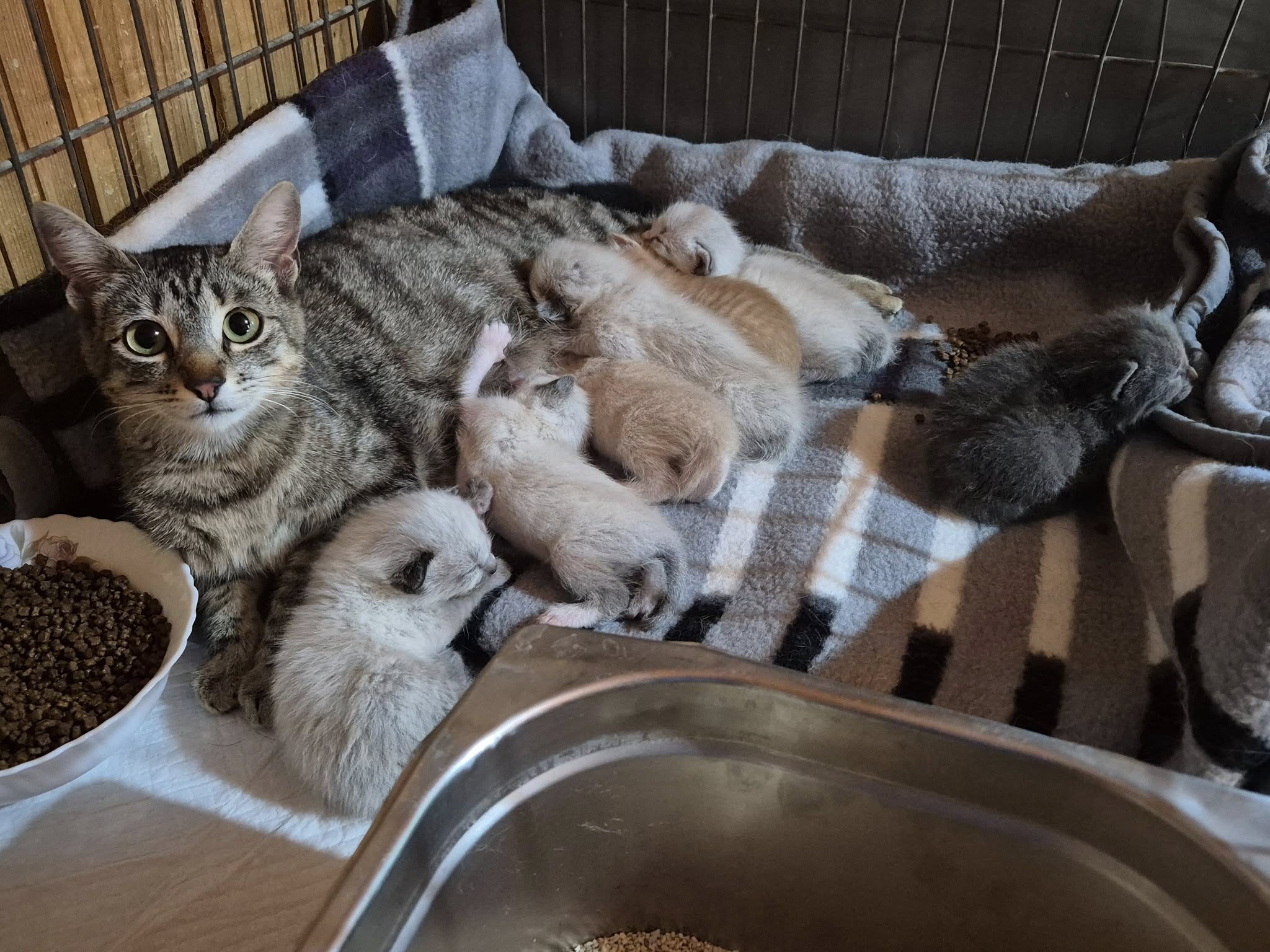 Lulu – EKH, männlich, 50823 Köln – zur Adoption